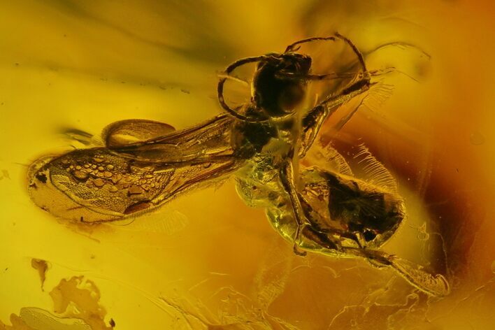 Fossil Wasp (Hymenoptera) In Baltic Amber #200191